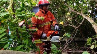 DKI Jakarta Dilanda Angin Kencang, 26 Pohon Tumbang