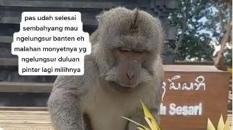 Viral, Monyet di Bali Ambil Lungsuran, Tak Mau Buah Pisang Malah Pilih Kacang