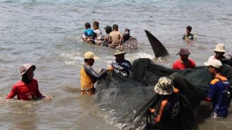 Ini Dugaan Penyebab Ikan Hiu Paus Terjerat Jaring Nelayan di Pantai Sukaraja