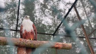 Dua Ekor Elang Bondol Dilepasliarkan di Hutan Seberang Bersatu Belitung