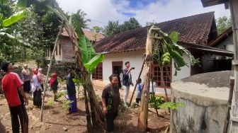 Unik, Pisang di Gunungkidul Tumbuh 4 Tandan dalam 1 Pohon