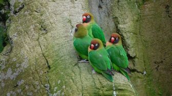 5 Jenis Burung Loverbird, Semuanya Imut dan Menggemaskan