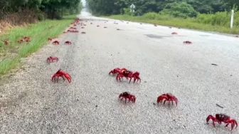 Murid Sekolah di Christimas Island Bantu Jutaan Kepiting Bermigrasi