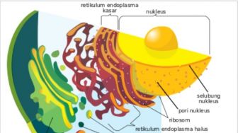 Fungsi Retikulum Endoplasma: Mengubah Racun dalam Tubuh dan Mengeluarkannya