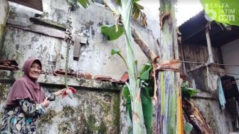 Pisang Kesayangan Nenek di Surabaya Ini Tandanya Memanjang Sampai 2,5 Meter