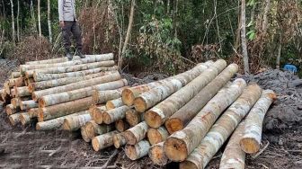 Polisi Ringkus Tersangka Illegal Logging di Cagar Biosfer Giam Siak Kecil