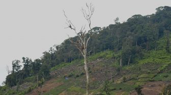 Kawasan ladang ilegal dalam kawasan Taman Nasional Kerinci Seblat (TNKS) dengan latar belakang Gunung Kerinci terlihat dari Giri Mulyo, Kayu Aro, Kerinci, Jambi, Sabtu (27/11/2021). [ANTARA FOTO/Wahdi Septiawan]