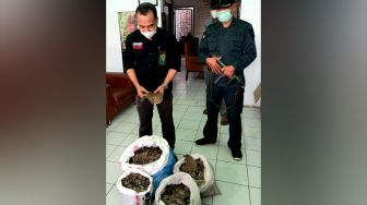 3 Penjual Sisik Trenggiling Diciduk di Sumut, Ada Juga Paruh Rangkong Gading