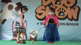 Seekor anjing mengikuti lomba "fashion show " bersama pemiliknya dalam acara "Dog Show" di Summarecon Bogor, Kabupaten Bogor Jawa Barat, Minggu (28/11/2021).  ANTARA FOTO/Yulius Satria Wijaya