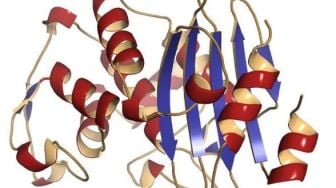 Pelajaran Biologi Tentang Enzim: Pengertian, Struktur, dan Sifatnya