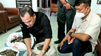 KLHK Sumatera Gagalkan Penjualan 36,7 Kg Sisik Trenggiling dan 1 Paruh Rangkong