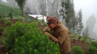 Perjuangan Kelompok Tani Lestarikan Edelweiss di Gunung Bromo