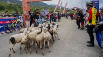 Sekawanan ternak domba berlari menerobos masuk arena kejuaraan Vuludoda XCO Race Bike yang digelar di Palu, Sulawesi Tengah, Minggu (28/11/2021).  ANTARA FOTO/Basri Marzuki