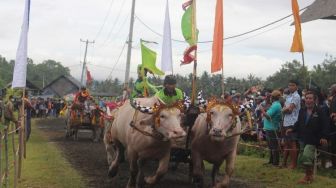 Tradisi Mekepung di Bali Bangkit Setelah 2 Tahun Terhenti