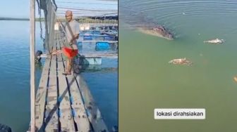 Viral Pria Beri Makan Buaya Besar di Danau, Lokasi Dirahasiakan Tuai Perhatian Publik