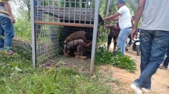 Harimau Berkeliaran di Perkampungan Warga Bikin Resah, BBKSDA Turun Tangan