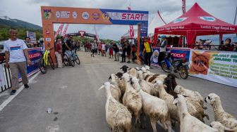 Sekawanan ternak domba berlari menerobos masuk arena kejuaraan Vuludoda XCO Race Bike yang digelar di Palu, Sulawesi Tengah, Minggu (28/11/2021).  ANTARA FOTO/Basri Marzuki