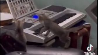 Dua Kucing Kepo Coba Main Keyboard, Endingnya Malah Bikin Ngakak Tapi Kasian