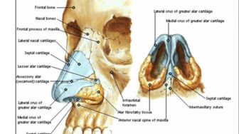 Fungsi Rongga Hidung: Pernapasan dan Penghidu