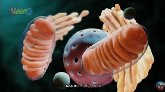 Fungsi Mitokondria, dari Pabrik Energi hingga Menyimpan Kalsium