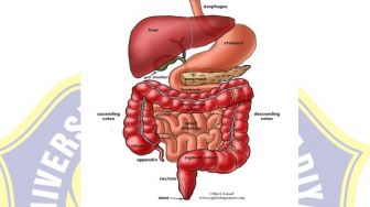 5 Cara Menjaga Organ dalam Sistem Eksresi Tubuh Manusia