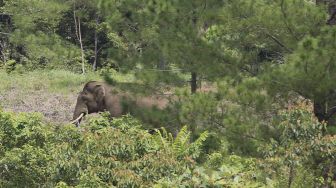 Seekor gajah liar terlihat saat proses penggiringan di Desa Blang Rakal, Pintu Rime Gayo, Bener Meriah, Aceh, Kamis (2/12/2021). [ANTARA FOTO/Syifa Yulinnas]