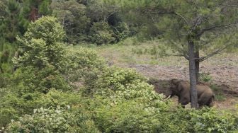 Seekor gajah liar terlihat saat proses penggiringan di Desa Blang Rakal, Pintu Rime Gayo, Bener Meriah, Aceh, Kamis (2/12/2021). [ANTARA FOTO/Syifa Yulinnas]