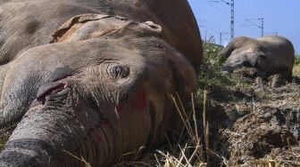 Dua gajah yang mati setelah bertabrakan dengan kereta api di Morigaon, Assam, India, pada (1/12/2021). [BIJU BORO / AFP]