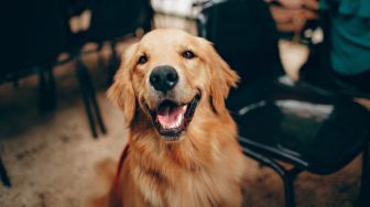 4 Pelajaran Tentang Kebahagiaan Yang Diajarkan Anjing Kamu