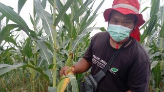 Petani Jagung Manis di Lampung Keluhkan Harga Rendah Sejak Pandemi Covid-19