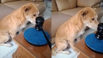 Viral Anjing Disidang, Hukumannya Ramai Disorot: Cari Pengacara Lalu Banding