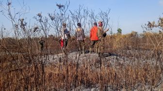 12 Jam Hutan TNWK Kebakaran, Hanguskan Alang-alang Seluas 50 Hektare