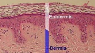 7 Fungsi Epidermis di Kulit, Bagian Penting dan Cara Merawatnya