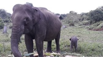 Fenomena Gajah Sumatera Masuk Perkebungan Warga untuk Cari Makan karena Banyak Alih Fungsi Lahan