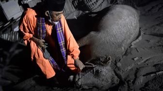 Warga mengamati sapinya yang mati akibat tertimbun abu vulkanik dari guguran awan panas Gunung Semeru di Desa Sumber Wuluh, Lumajang, Jawa Timur, Minggu (5/12/2021). [ANTARA FOTO/Zabur Karuru]