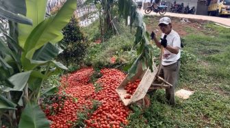 Petani Ngamuk Buang Tomat ke Sungai, Bupati Cianjur Buka Suara