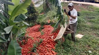Petani Ngamuk dan Buang Puluhan Ton Tomat ke Sungai, Ini Penyebabnya