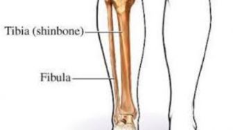 Fungsi Tulang Betis Selain Menjaga Keseimbangan Kaki Kecil