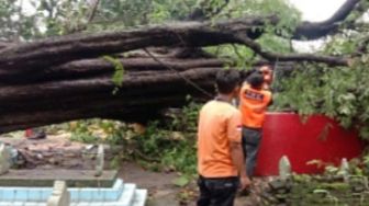 Tertimpa Pohon Tumbang, Kuncen Pendopo Nyimas Gandasari Tewas