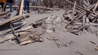 Awan Panas Gunung Semeru Tewaskan Sapi Warga Desa Supiturang