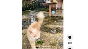 Miris! Kondisi Kucing di Wisata Agro Kota Batu Ini Memprihatinkan, Warganet: Kasihan...