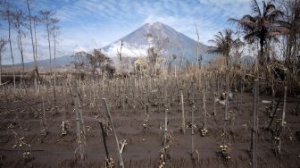 Lahan pertanian tomat tertimbun material guguran awan panas Gunung Semeru di Curah Koboan, Pronojiwo, Jawa Timur, Rabu (8/12/2021).  ANTARA FOTO/Umarul Faruq