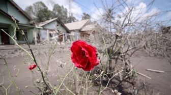 Debu vulkanik letusan Gunung Semeru menempel pada bunga mawar yang berada di halaman rumah warga di Curah Koboan, Pronojiwo, Jawa Timur, Rabu (8/12/2021). ANTARA FOTO/Umarul Faruq

