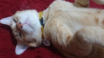 Gemas! Momen Pengunjung Kafe Rela Pinjamkan Smartphone ke Kucing Liar untuk Main