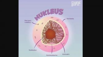 Fungsi Nukleolus: Penting Sebagai Proses Sintesis RNA