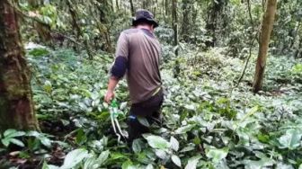 Jalur Pendakian Gunung Kerinci via Solok Selatan Diusulkan Ditutup, Ini Alasannya