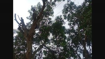 Bersihkan Ranting Pohon, Pria di Gunungkidul Meninggal Terjatuh dari Ketinggian 8 Meter