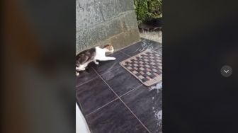 Kocak, Kucing Tangkap Ular Malah Nge-prank Pemilik Rumah