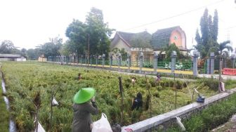 5 Hektar Tanaman Padi di Mataram Gagal Panen Akibat Cuaca Ekstrem