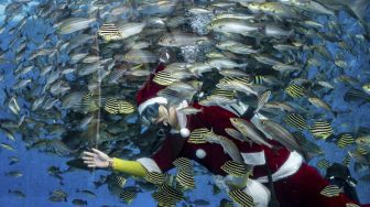 Seorang penyelam berpakaian Sinterklas memberi makan ikan di akuarium Hakkeijima Sea Paradise, Yokohama, Jepang, pada (10/12/2021). [PHILIP FONG / AFP]